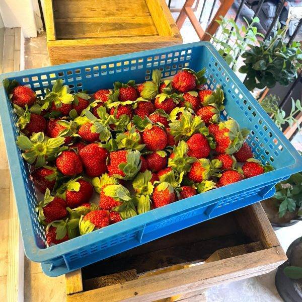 【鮮菓選】友善耕作 高架草莓 2號果 2.5斤/籃 五籃裝(免運 雙北市區當日配送)