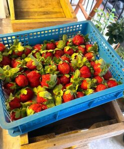 【鮮菓選】友善耕作 高架草莓 2號果 2.5斤/籃 五籃裝(免運 雙北市區當日配送)